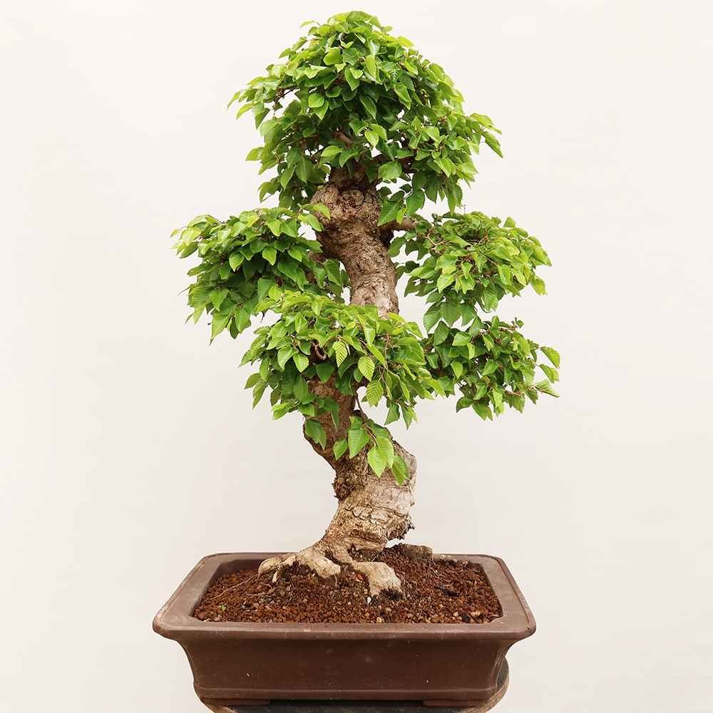 Bonsai für draußen - Karpinus Coreana - Koreanische Hainbuche