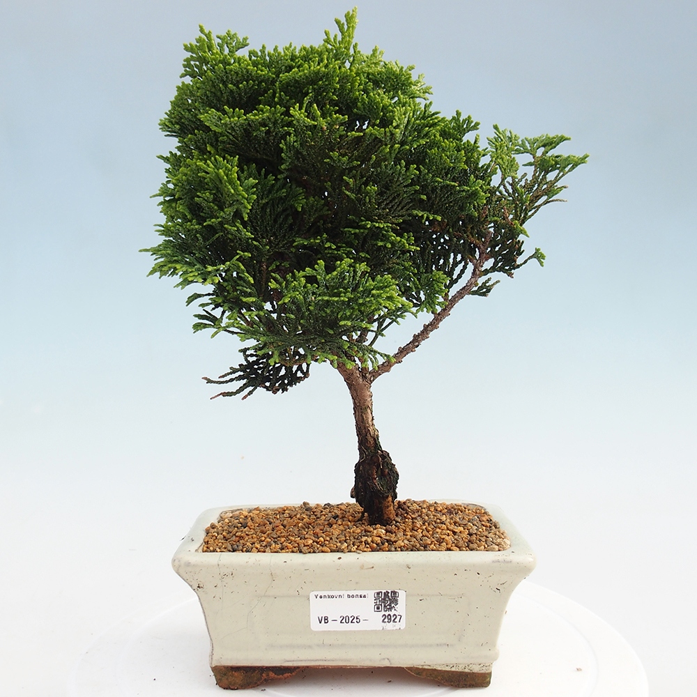 Bonsai für draußen - Cham.pis obtusa Nana Gracilis - Zypresse