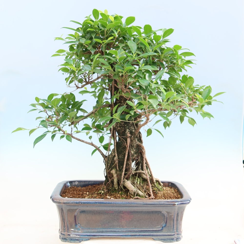 Zimmerbonsai - Ficus kimmen - Kleinblättriger Ficus