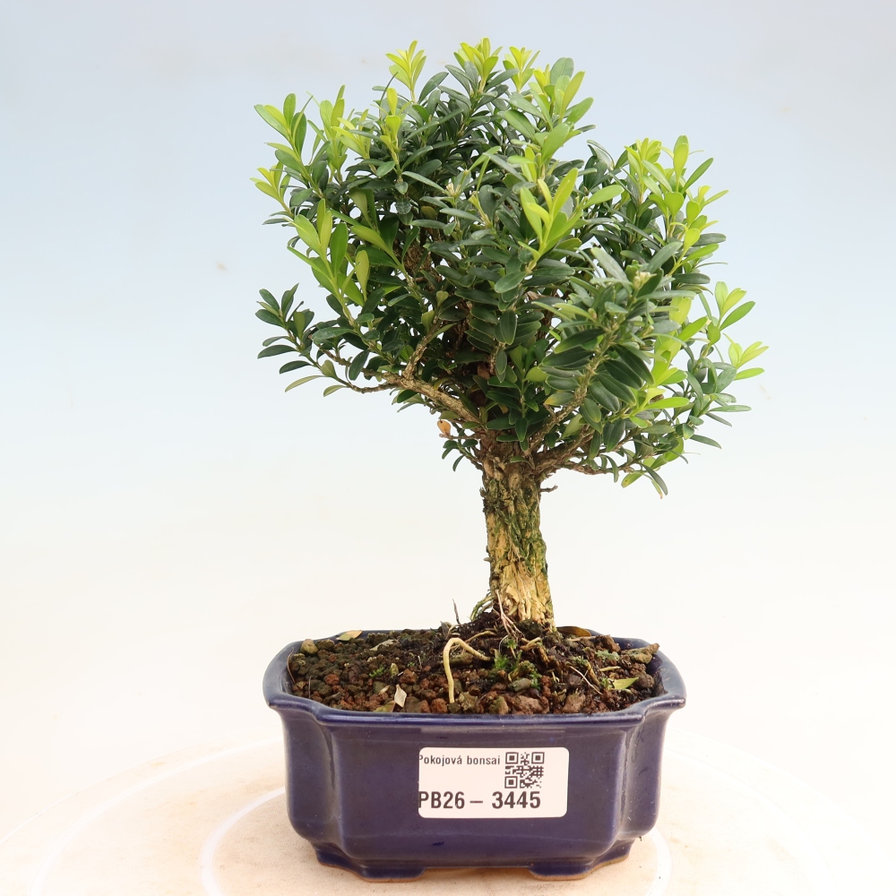Zimmer Bonsai - Buxus harlandii - Korkbuxus