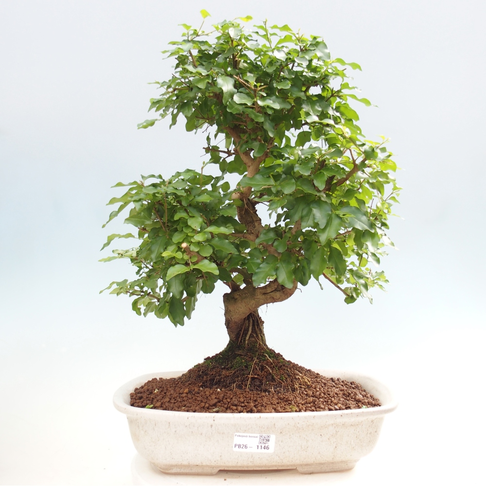 Zimmer Bonsai -Ligustrum chinensis - Vogelschnabel