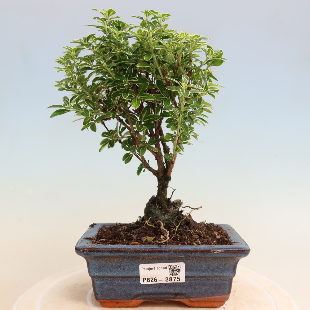 Zimmerbonsai - Serissa foetida Variegata - Baum der Tausend Sterne