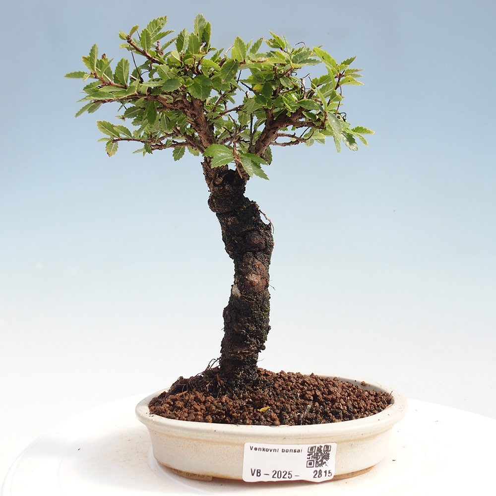 Bonsai für draußen - Zelkova - Zelkova NIRE