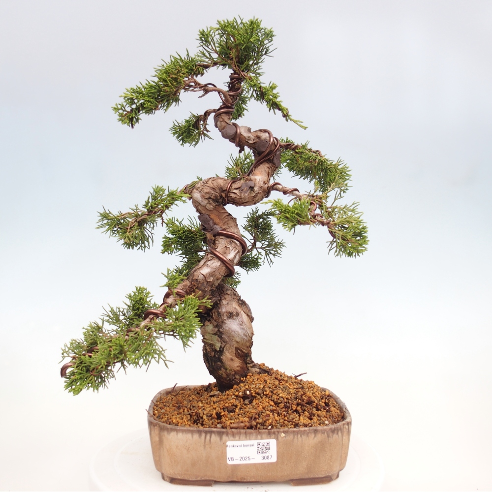 Bonsai für draußen - Juniperus chinensis Itoigawa