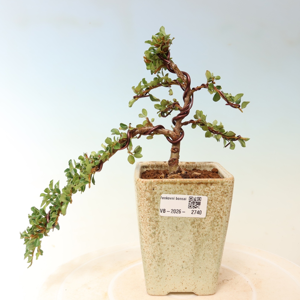 Bonsai für draußen - Cotoneaster horizontalis - Rocky Mountain