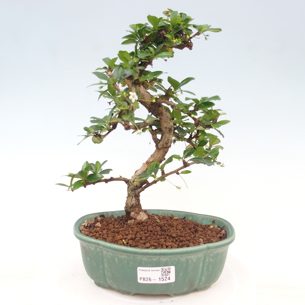 Zimmer-Bonsai - Carmona macrophylla - Tee-Fuki