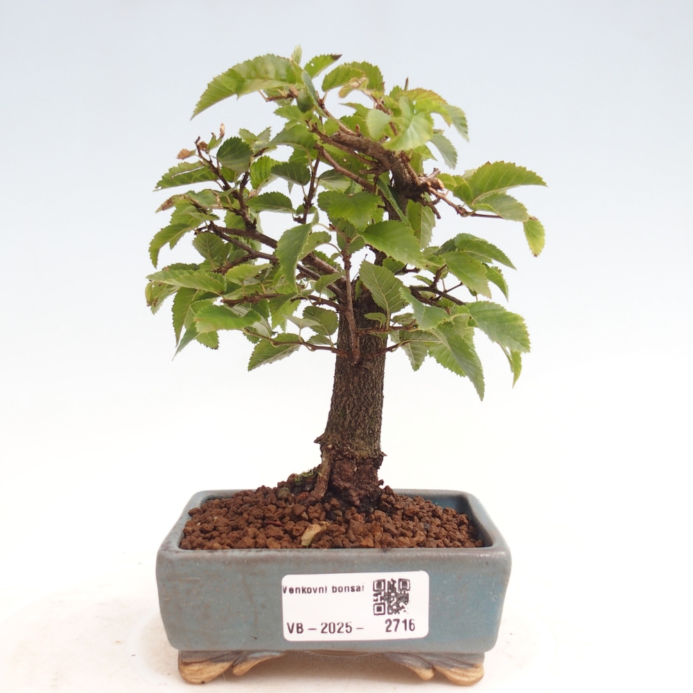 Bonsai für draußen -Carpinus CARPINOIDES - Koreanische Hainbuche