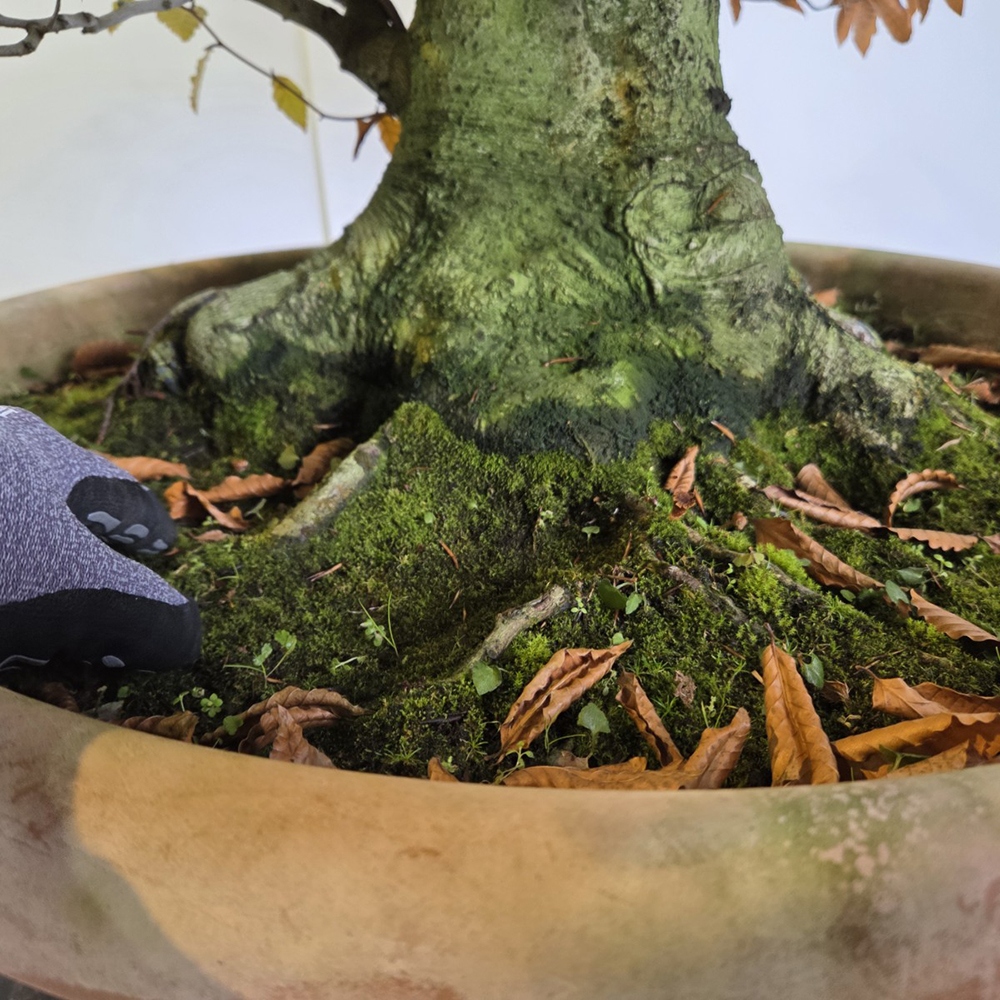 Bonsai für draußen - Fagus crenata