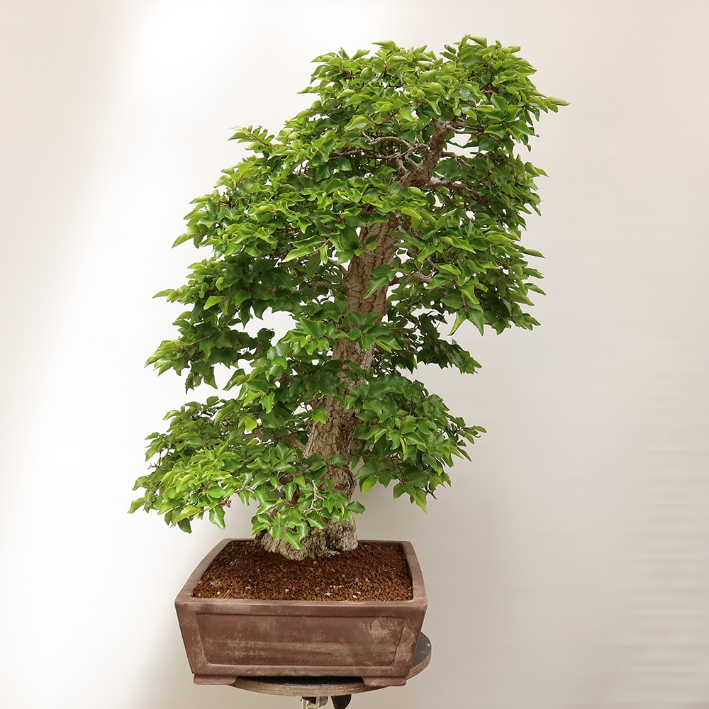 Bonsai für draußen - Karpinus Coreana - Koreanische Hainbuche