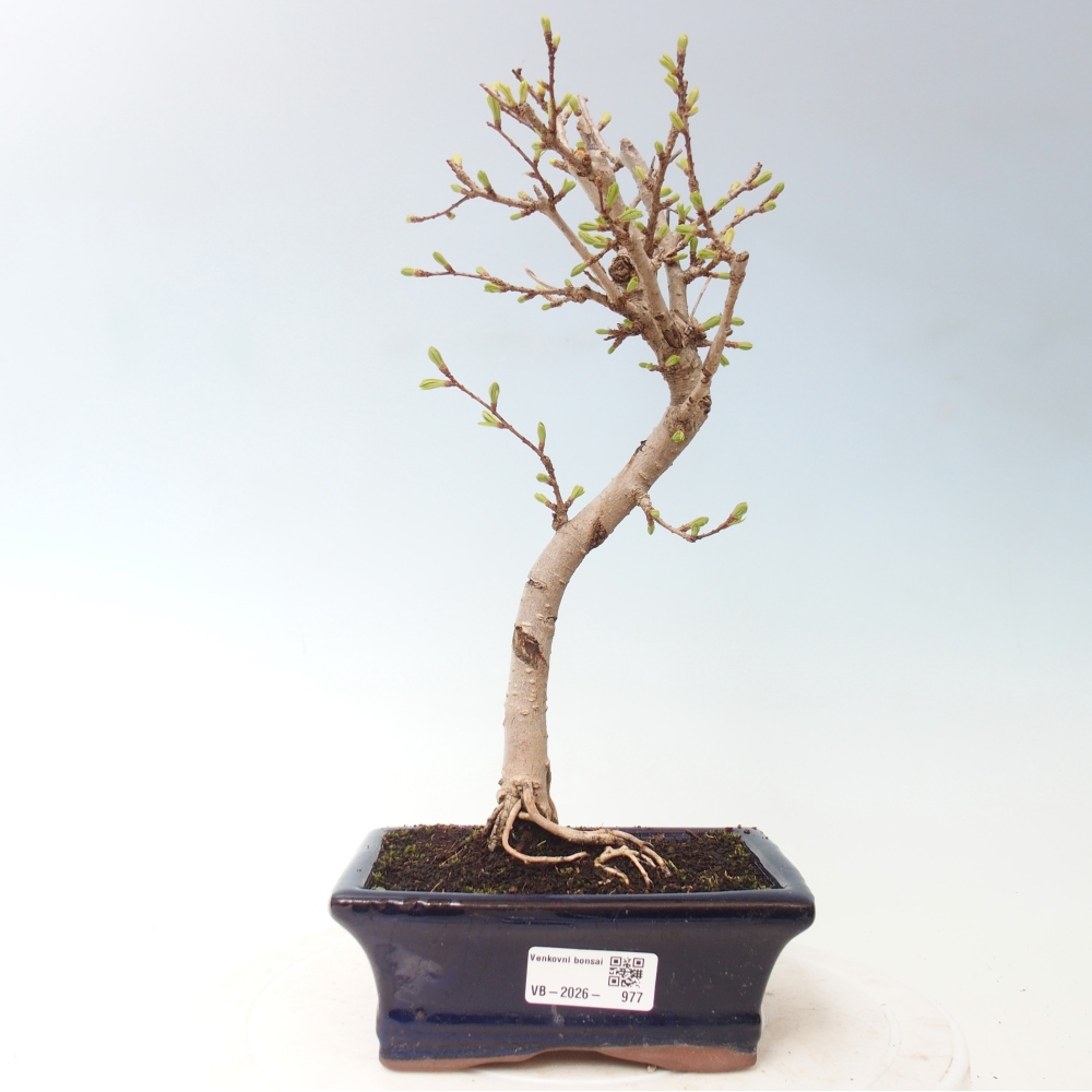 Bonsai für draußen -Pseudolarix amabis-Pseudolarix amabis