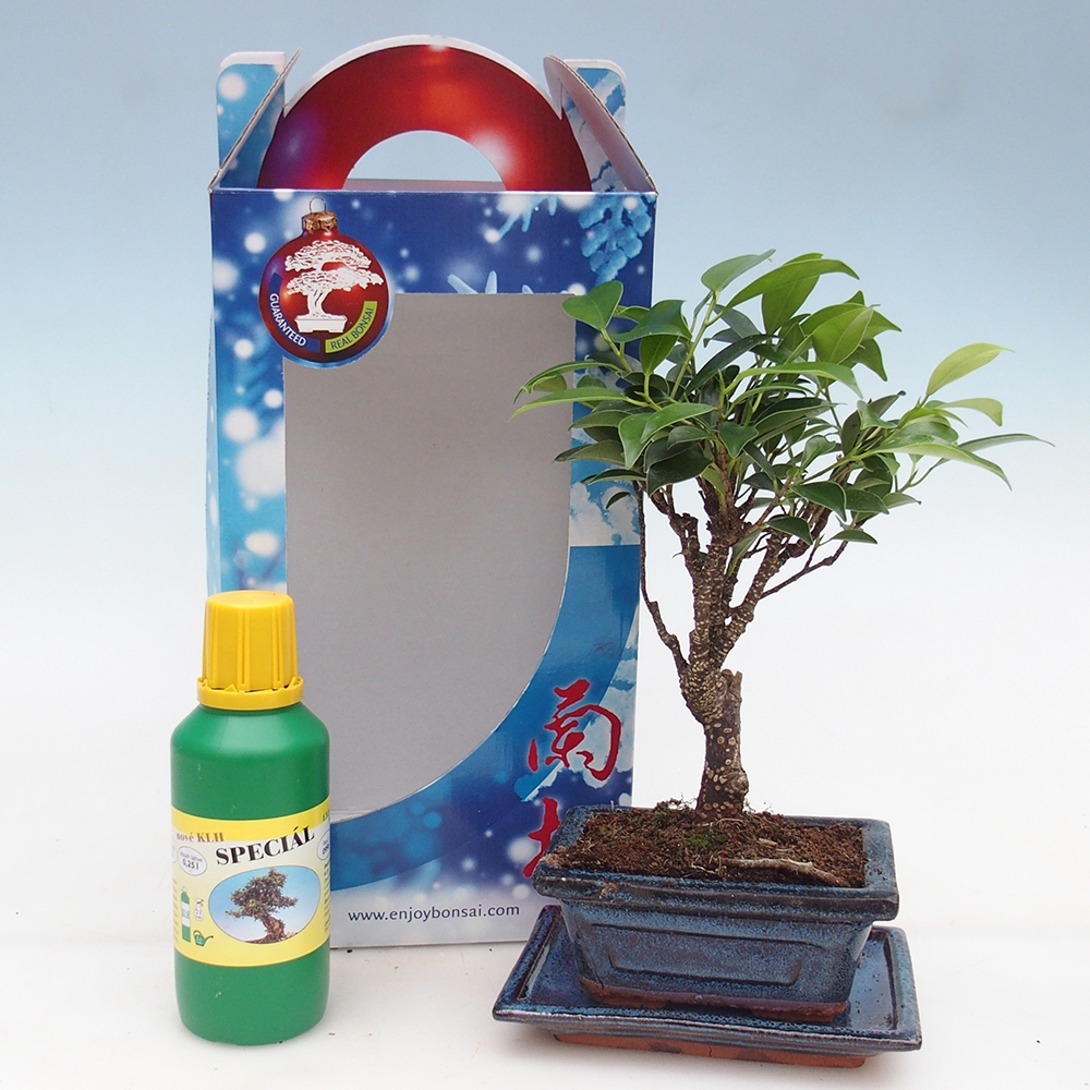 Zimmerbonsai im Geschenkkarton