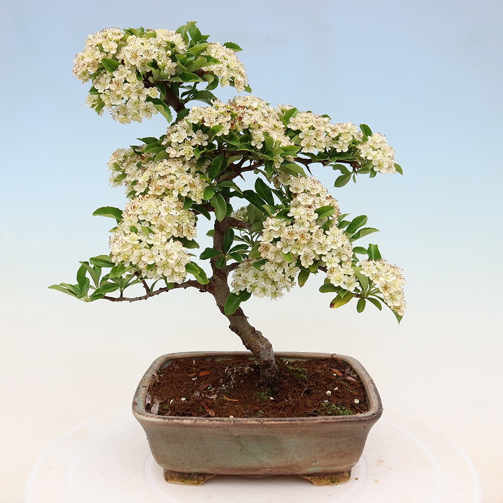 Bonsai für den Außenbereich – Pyracantha teton – Feuerdorn