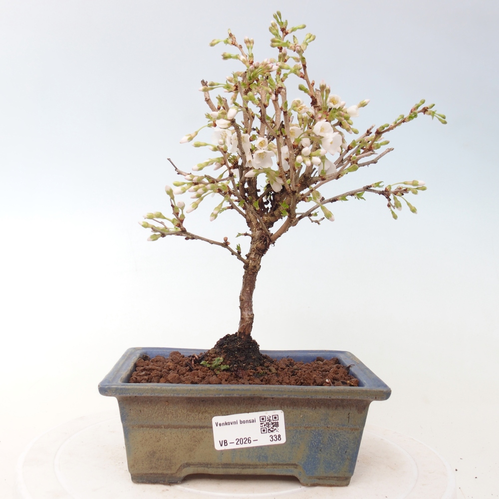 Bonsai für draußen - Prunus incisa Kojou-no mai-Plivon ausgeschnitten