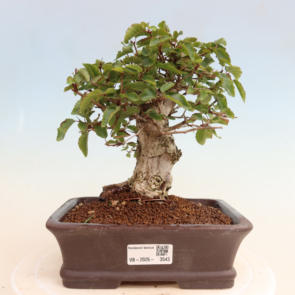 Bonsai für draußen -Carpinus CARPINOIDES - Koreanische Hainbuche