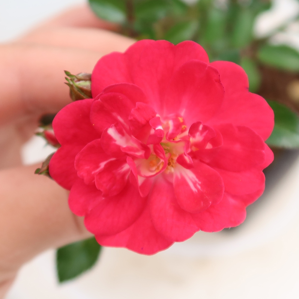 Bonsai für draußen - Rosa Kordes - Rose