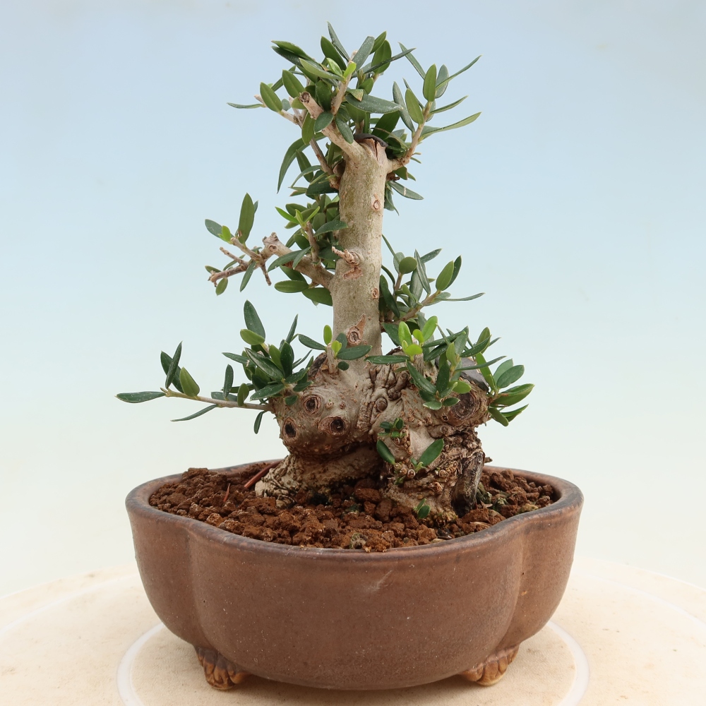 Zimmerbonsai - Olea europaea sylvestris