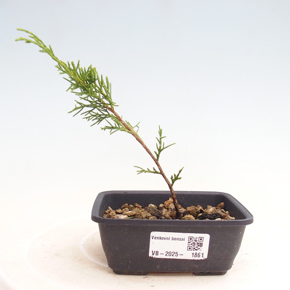 Bonsai für draußen - Juniperus chinensis Itoigawa