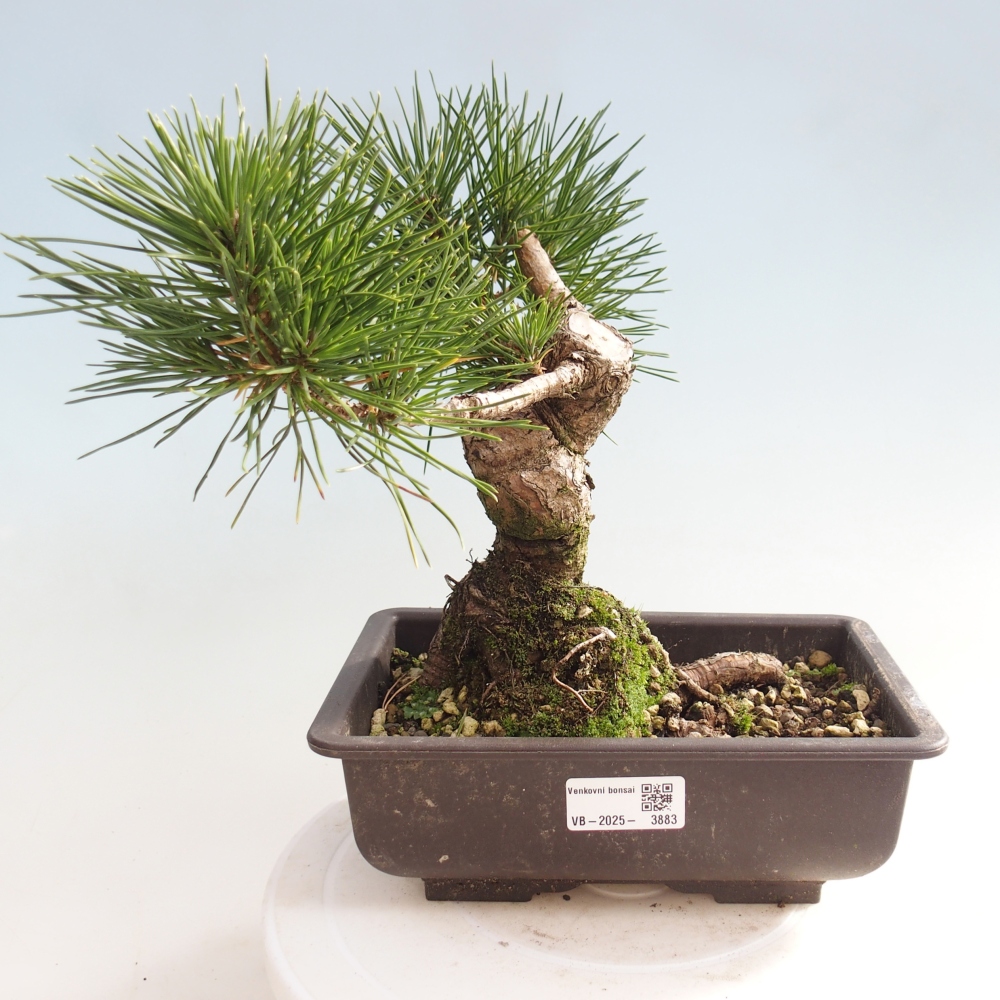 Bonsai für draußen - Pinus thunbergii - Thunberg-Kiefer