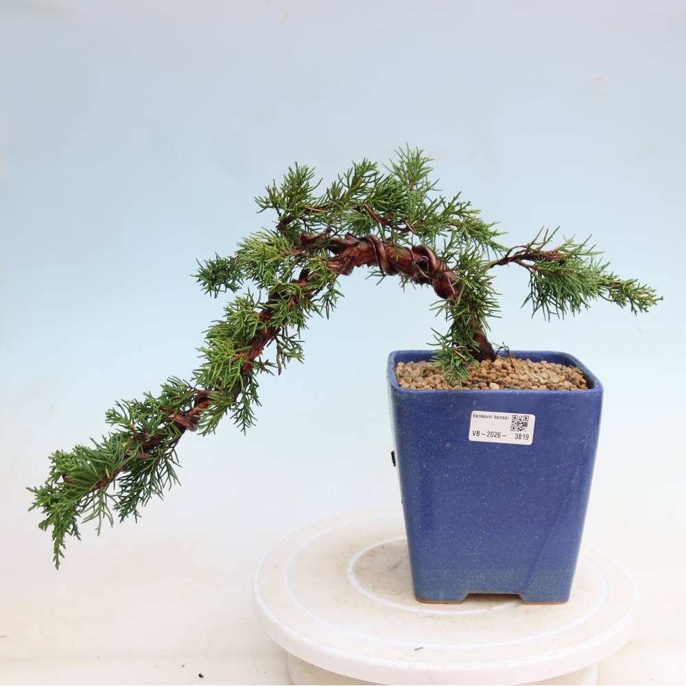Bonsai für draußen - Juniperus chinensis Kishu