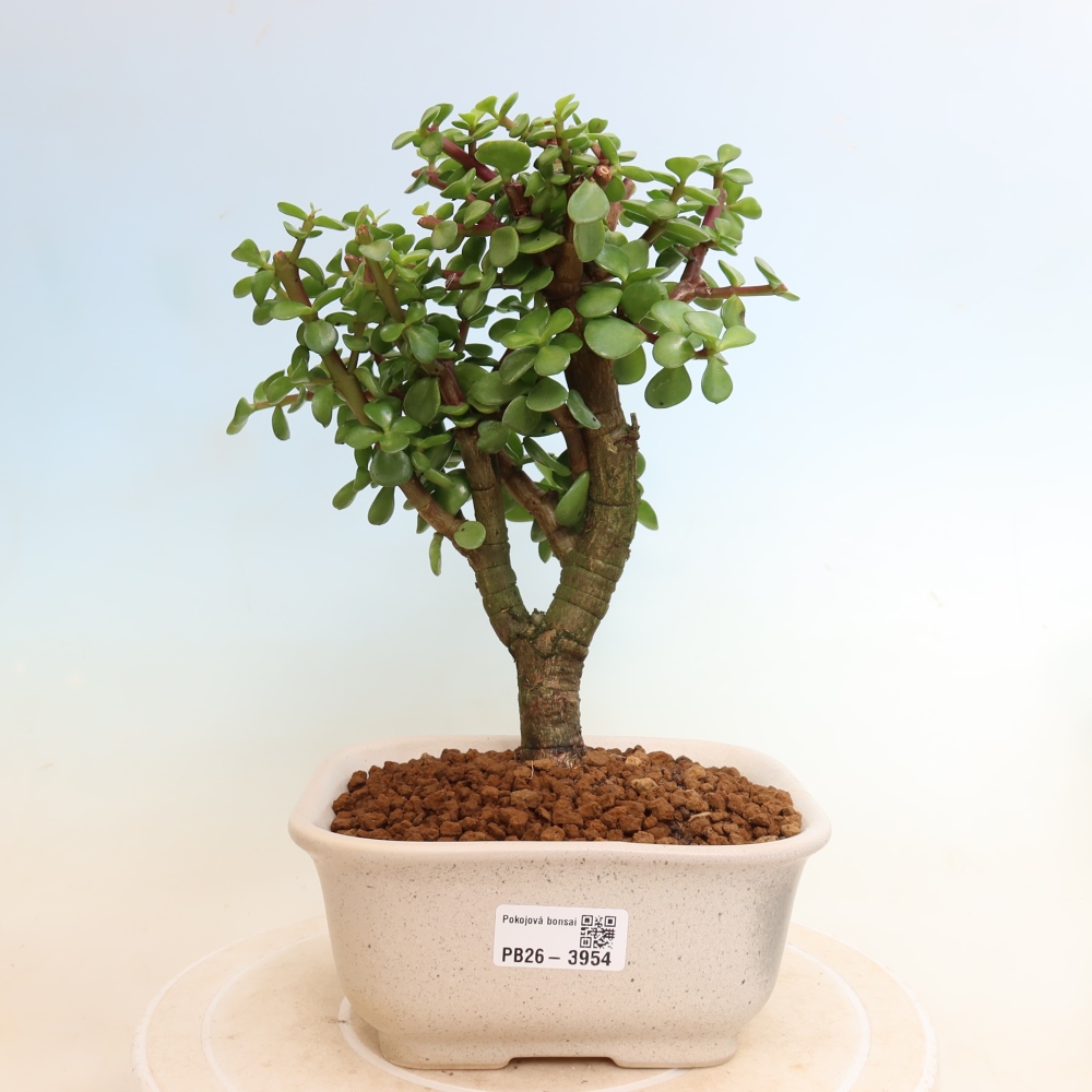 Zimmer Bonsai - Portulakaria Afra - Tlustice