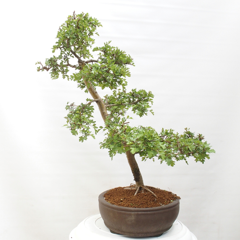 Bonsai für draußen - Weißdorn - Crataegus monogyna