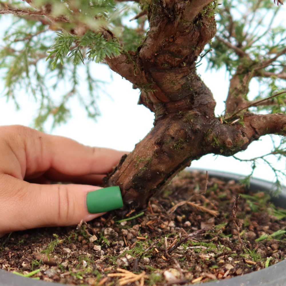 Bonsai für draußen - Juniperus chinensis Itoigawa-Juniperus chinensis