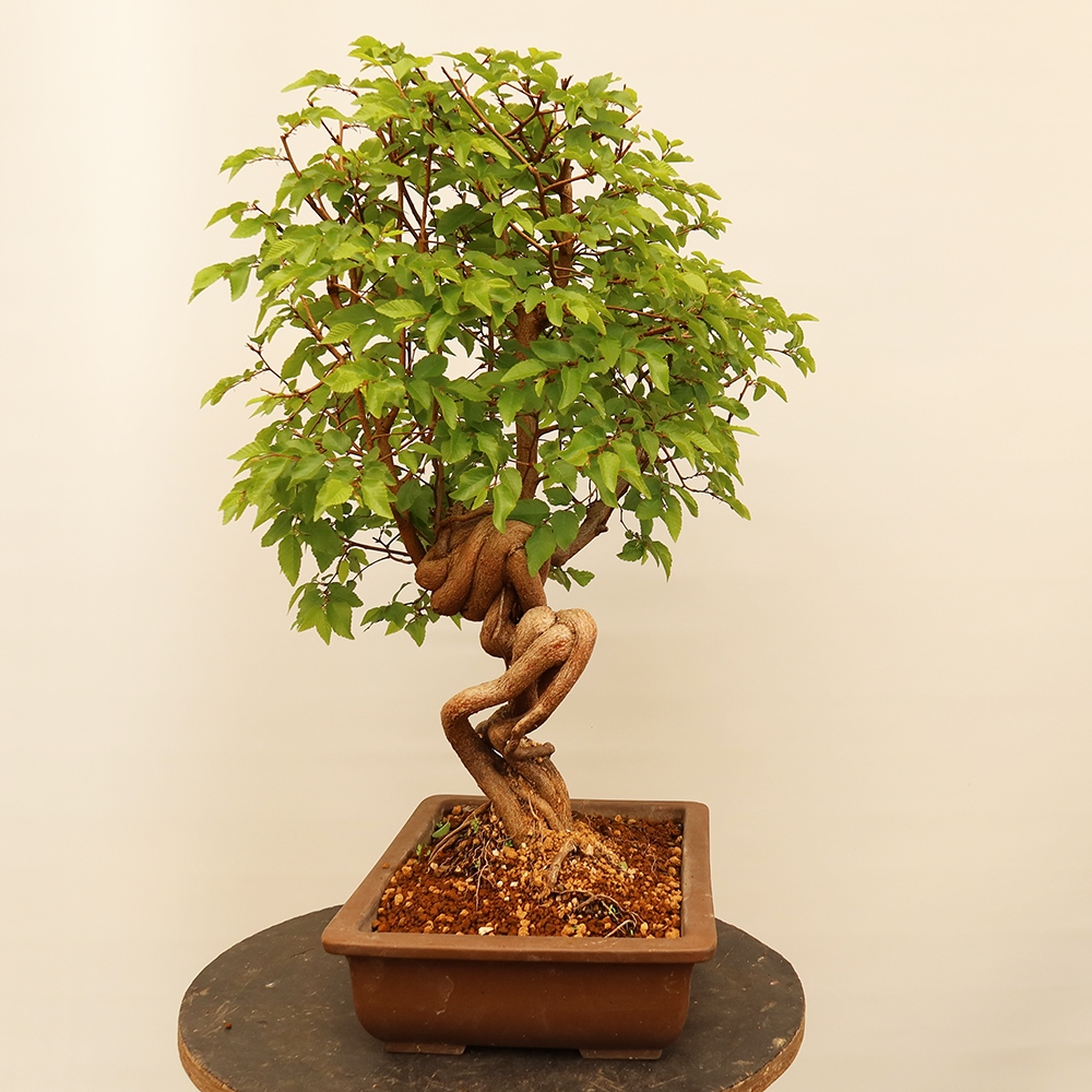 Bonsai für draußen - Karpinus Coreana - Koreanische Hainbuche