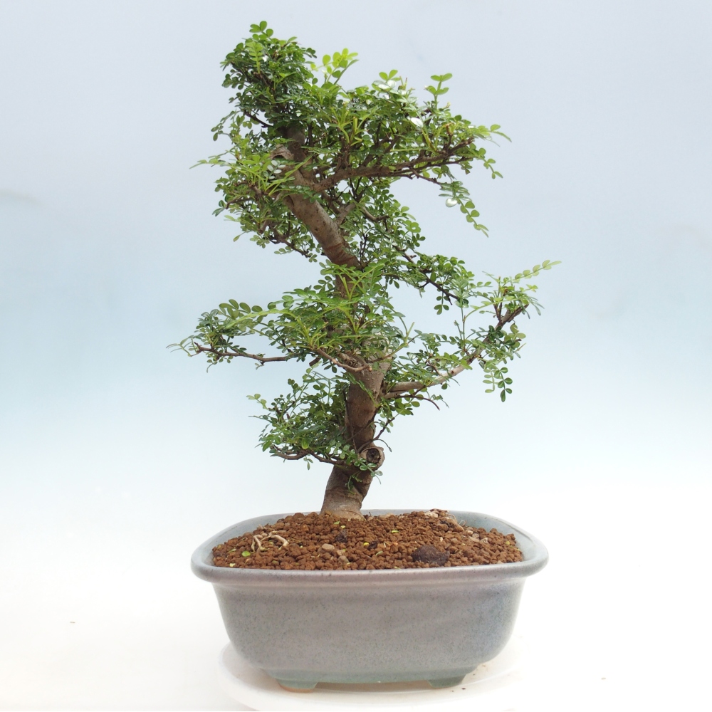 Zimmer Bonsai - Zantoxylum piperitum - Pfefferbaum