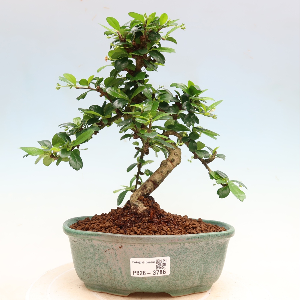 Zimmer-Bonsai - Carmona macrophylla - Tee-Fuki
