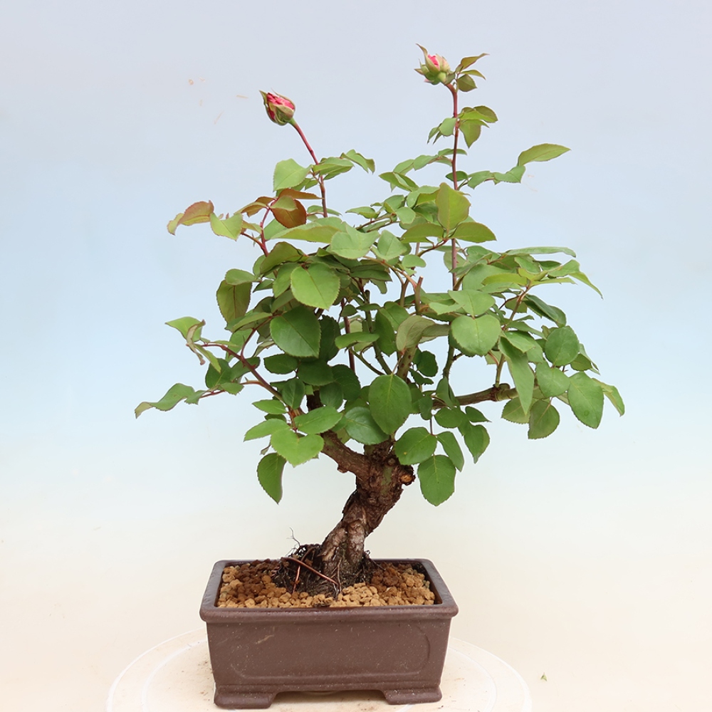 Bonsai für draußen - Rosa Kordes - Rose