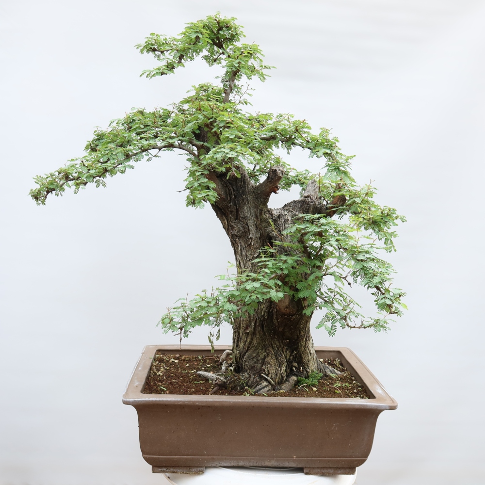 Zimmer Bonsai - Akazien Arabica