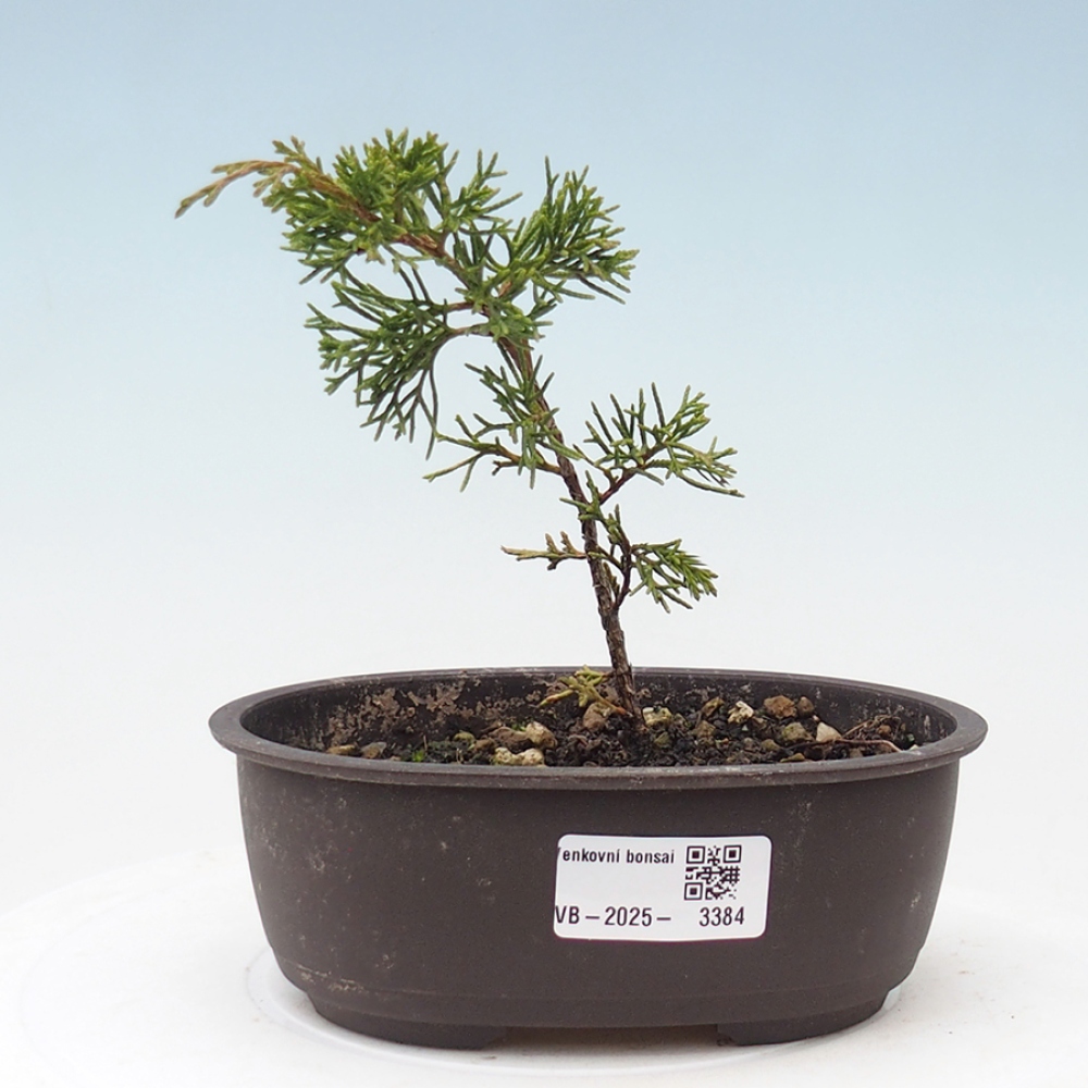 Bonsai für draußen - Juniperus chinensis Itoigawa