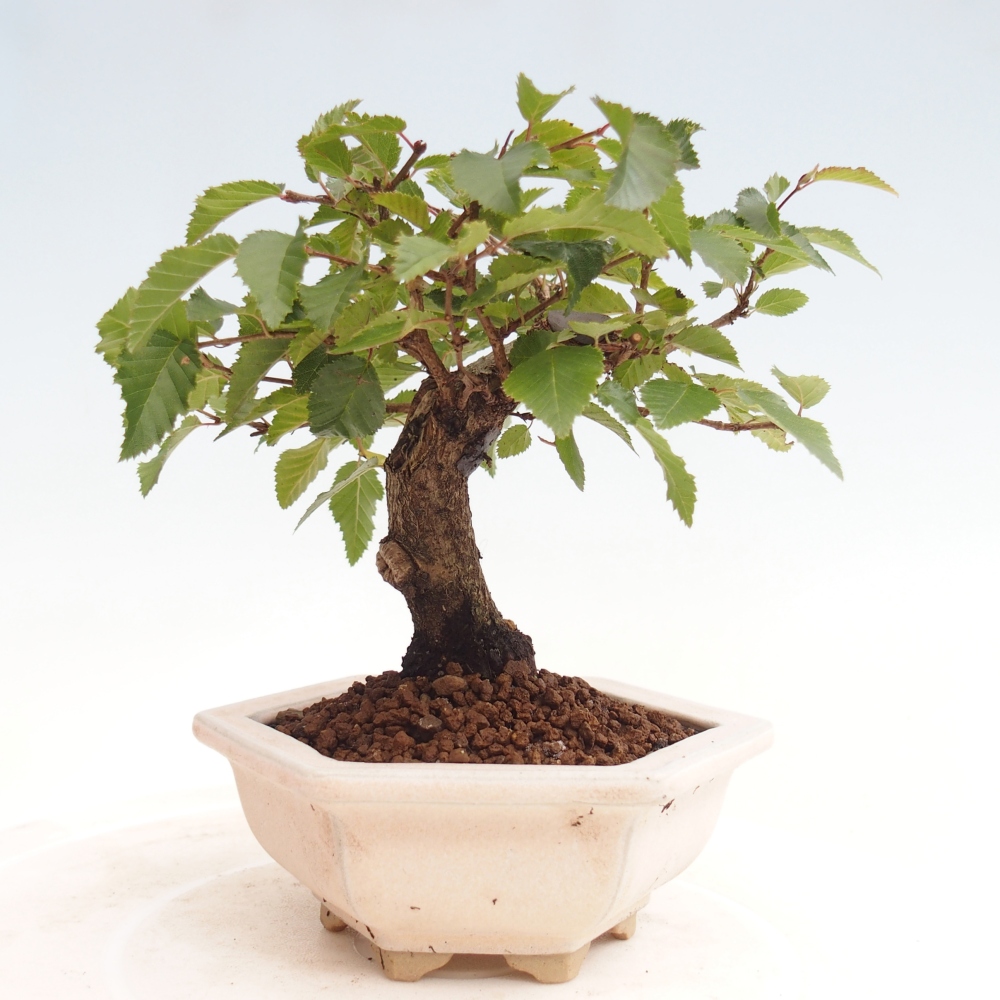 Bonsai für draußen -Carpinus CARPINOIDES - Koreanische Hainbuche