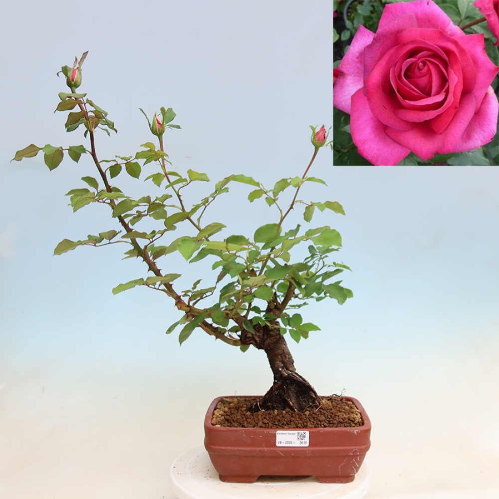 Bonsai für draußen - Rosa Kordes - Rose