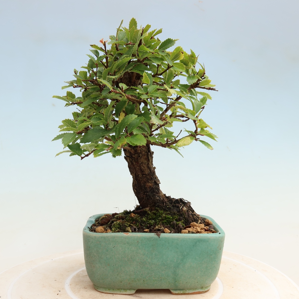 Bonsai für draußen - Zelkova - Zelkova NIRE