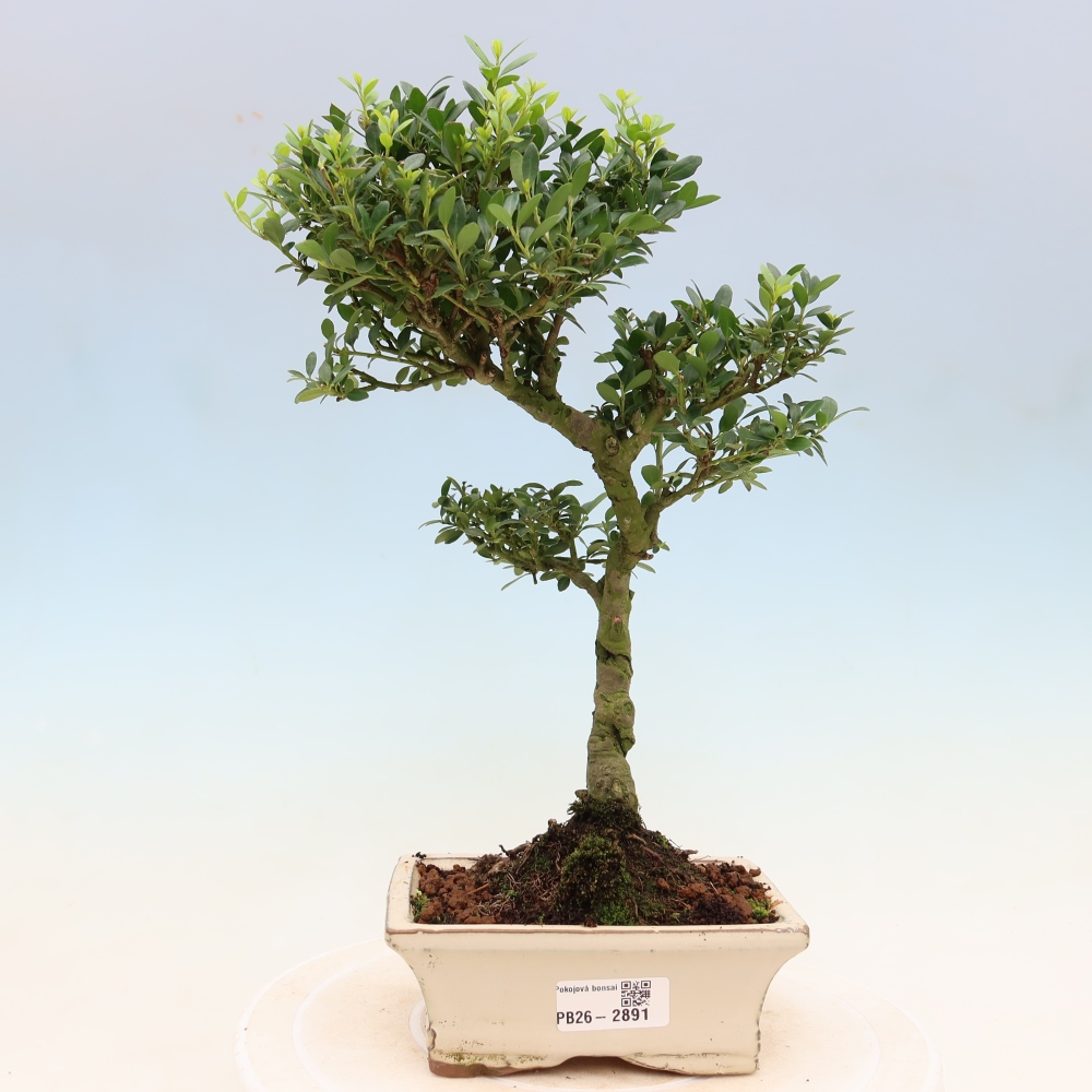 Zimmer Bonsai - Ilex crenata - Stechpalme