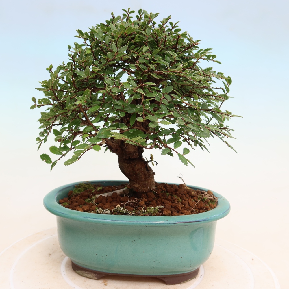 Bonsai für draußen - Zelkova - Zelkova NIRE