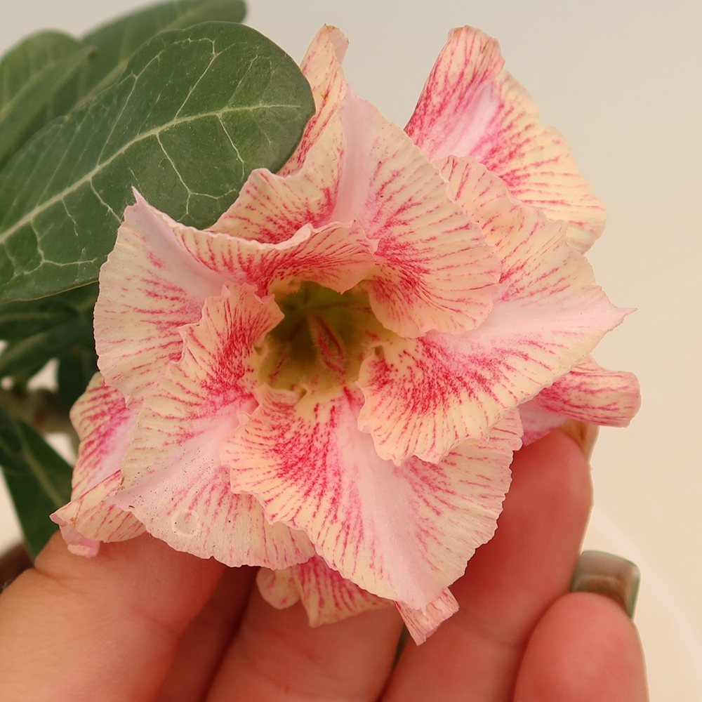 Zimmerbonsai – Adenium obesum, veredelt, V.F.S.277 – Wüstenrose