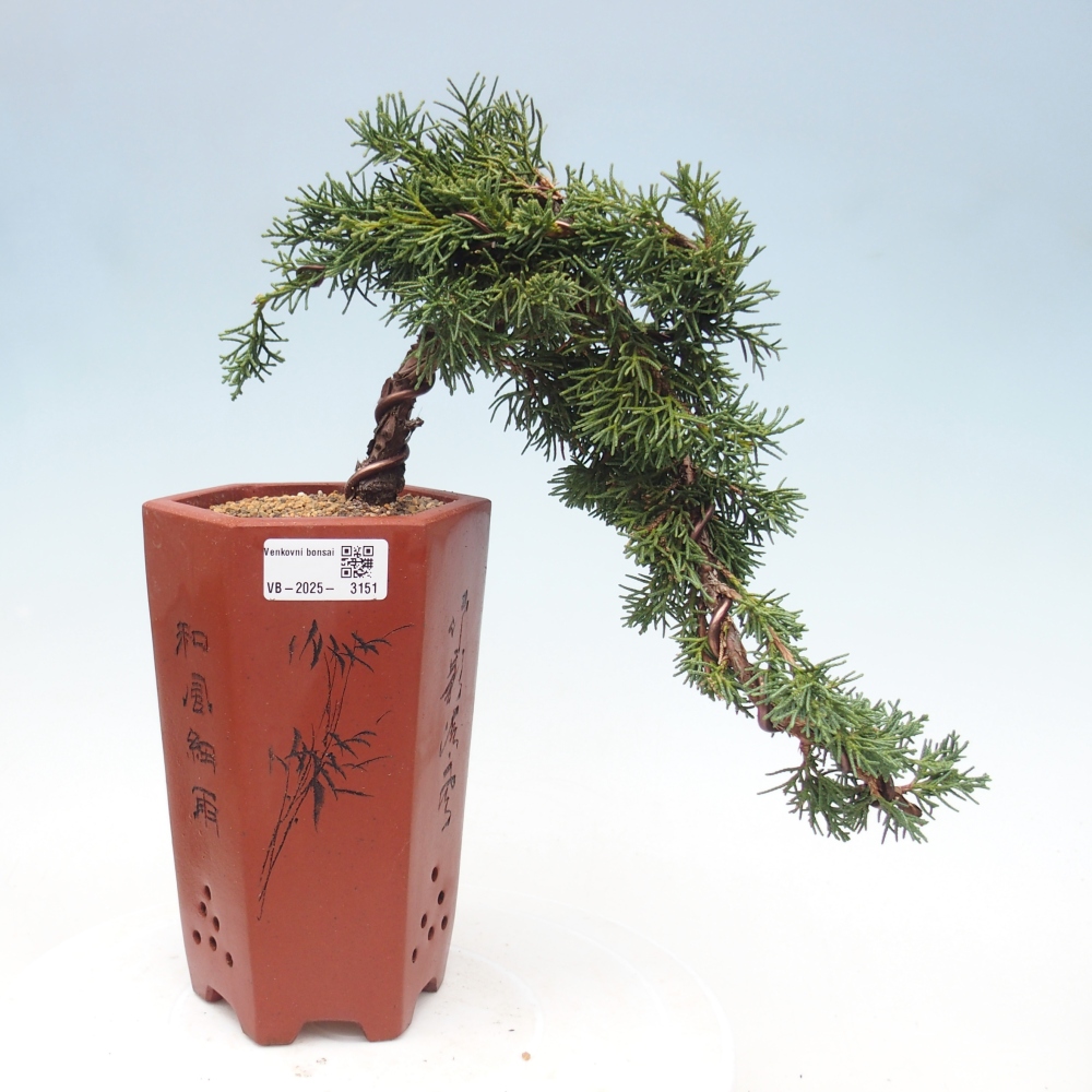 Bonsai für draußen - Juniperus chinensis Kishu