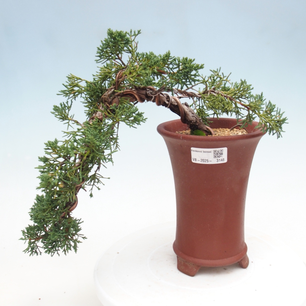 Bonsai für draußen - Juniperus chinensis Kishu