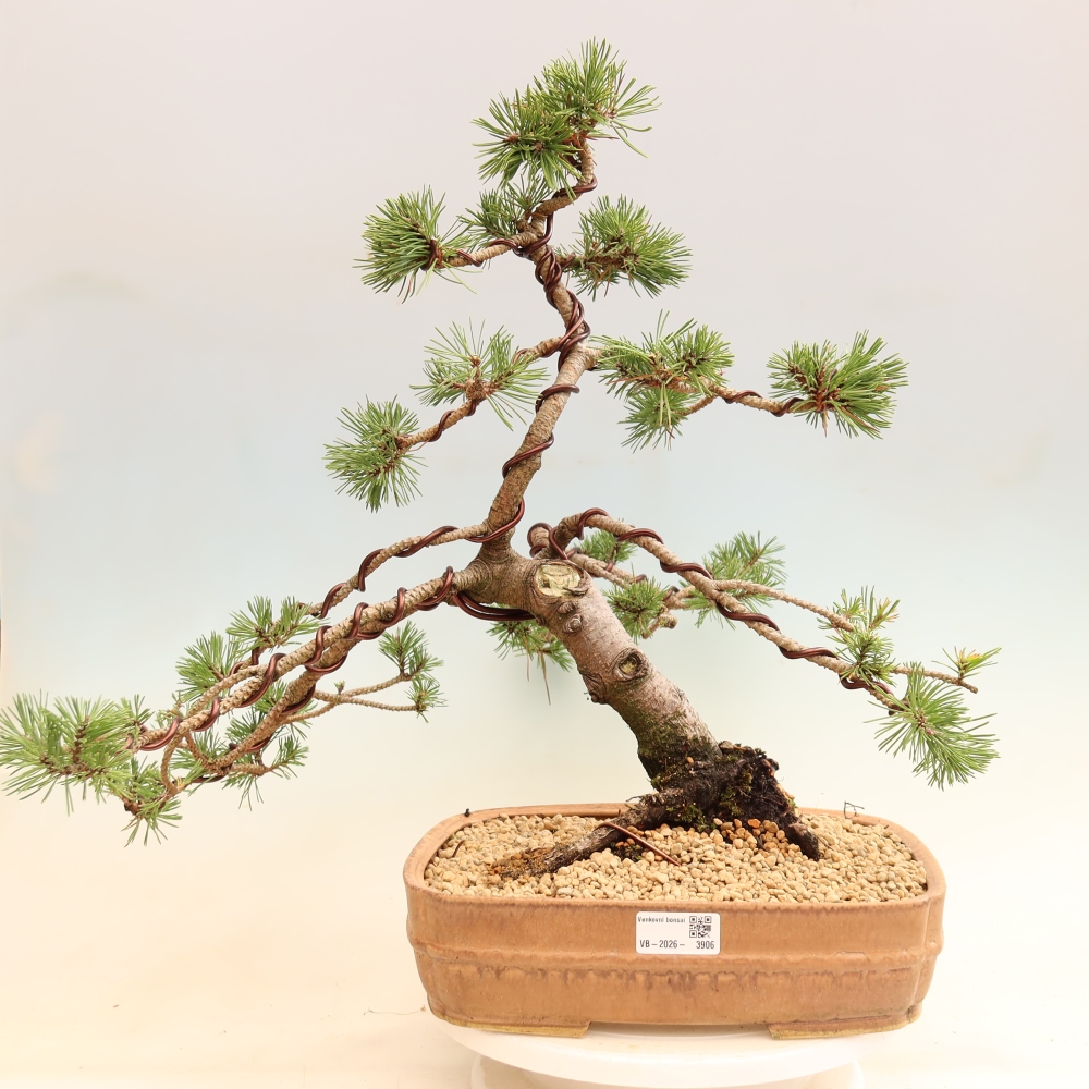 Bonsai für den Außenbereich – Pinus mugo Humpy – Zwergkiefer