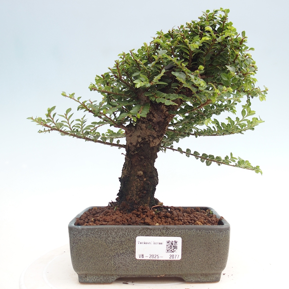 Bonsai für draußen - Ulmus parvifolia Hokkaido - Chinesische Ulme