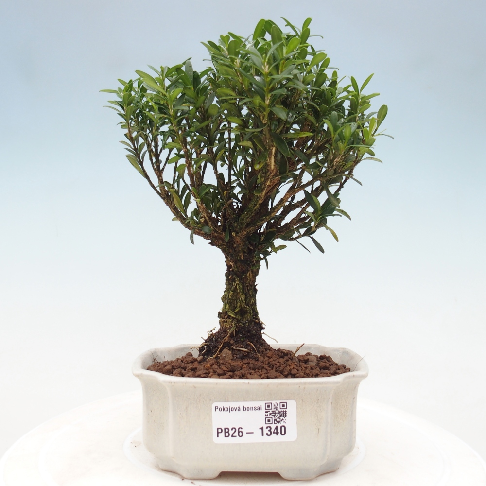 Zimmer Bonsai - Buxus harlandii - Korkbuxus