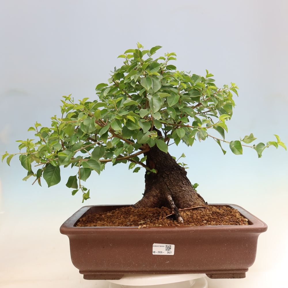 Bonsai für draußen - Mahalebka - Prunus mahaleb