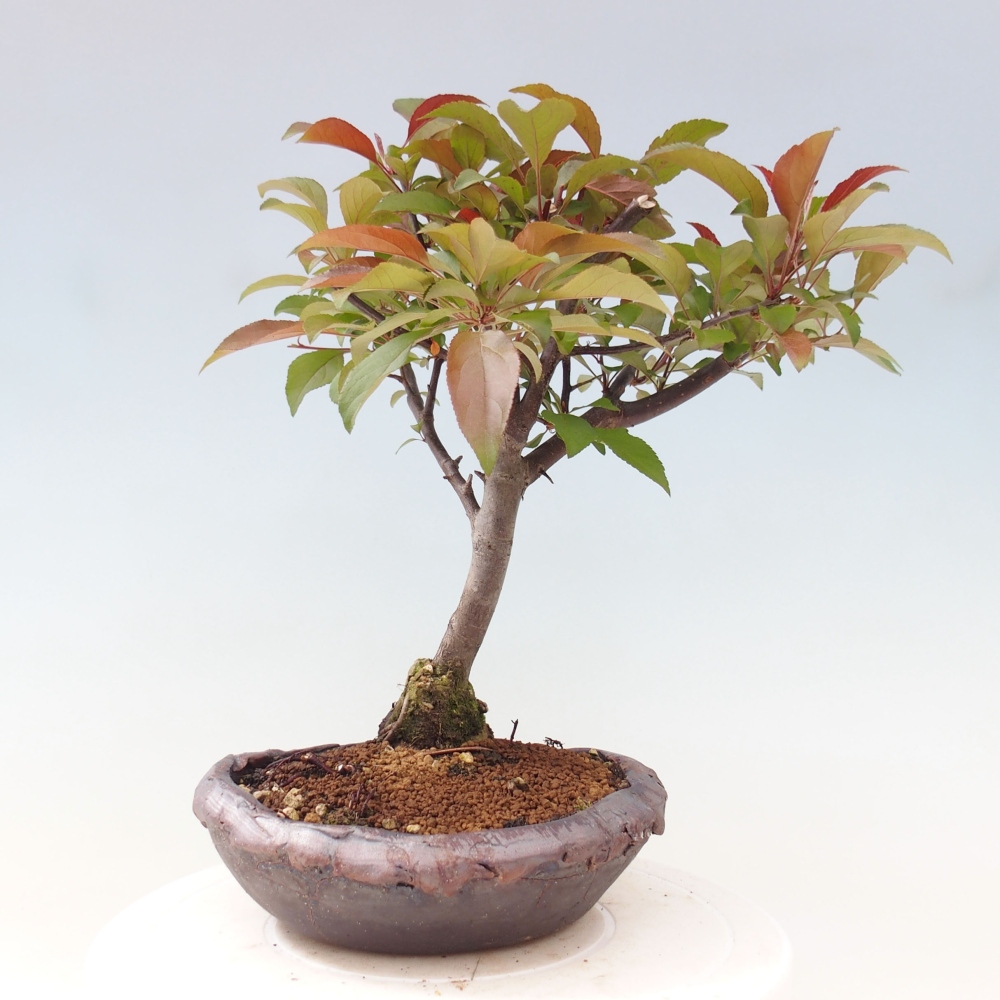 Outdoor-Bonsai -Malus domestica - Kleinfrüchtiger rotblättriger Apfelbaum