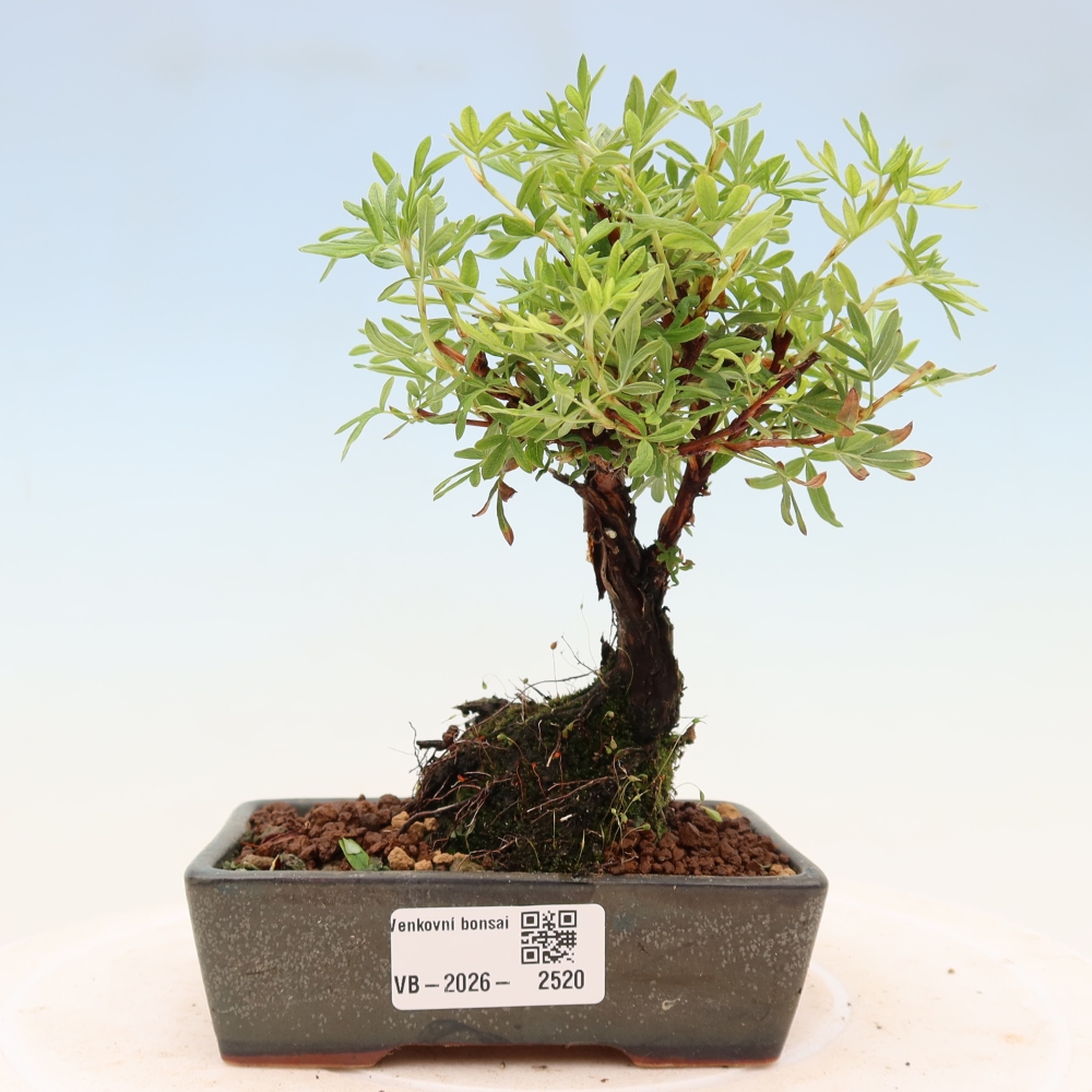 Bonsai für draußen - Potentila fruticosa