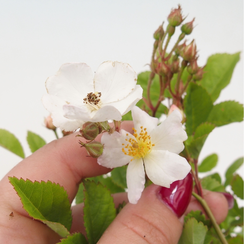 Bonsai für draußen - Rosa sp. - kleinblütige Rose
