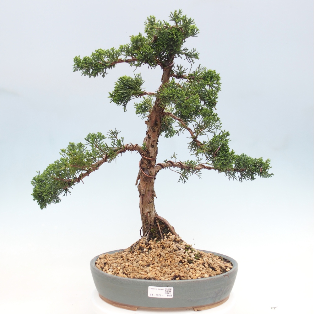 Bonsai für draußen - Juniperus chinensis Kishu