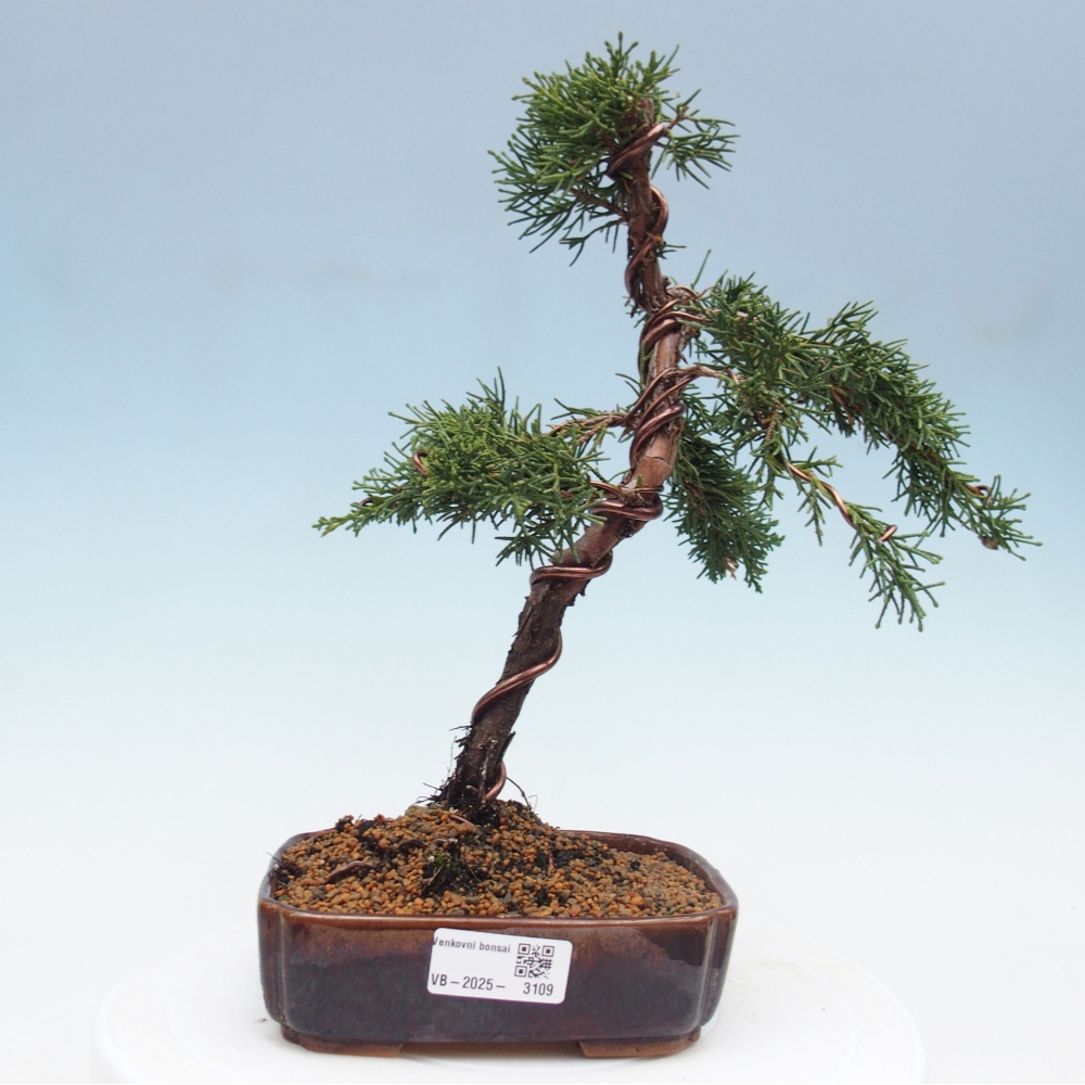 Bonsai für draußen - Juniperus chinensis Kishu