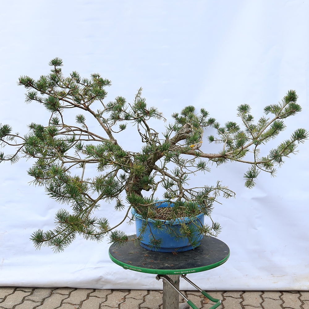 Pinus sylvestris Spanien – Waldkiefer